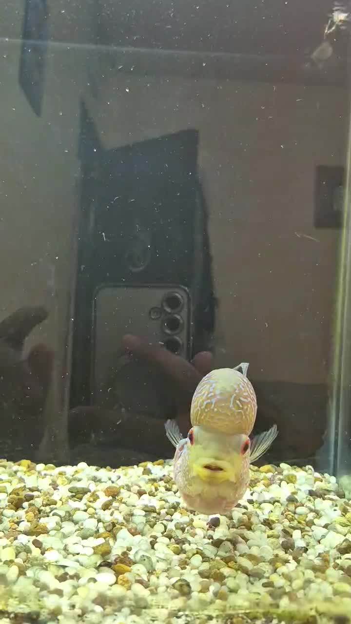 ماهی فلاور هورن ماگما بالغ|ماهی|خرم‌آباد, |دیوار