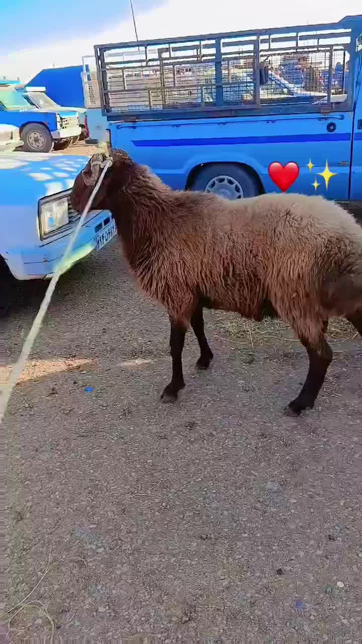 بره قوچ تازه شیشک شده|حیوانات مزرعه|دلند, |دیوار