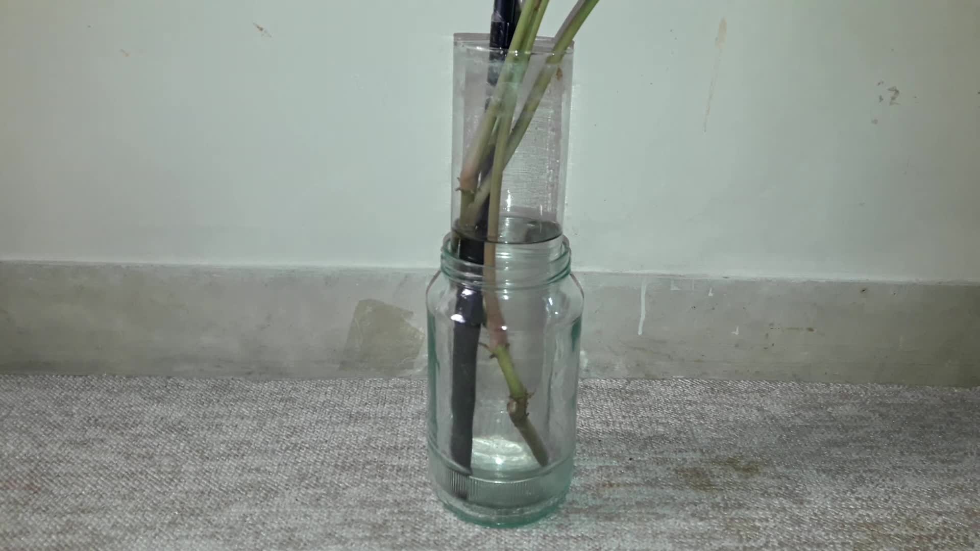 قلمه سینگونیوم و پتوس|گل و گیاه طبیعی|تهران, مجیدیه|دیوار