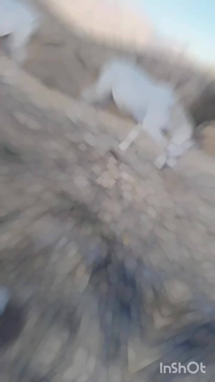 اسب باری|حیوانات مزرعه|ننور, |دیوار