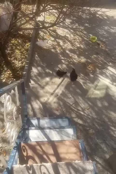 مرغ پاکوتا|پرنده|چالدران, |دیوار