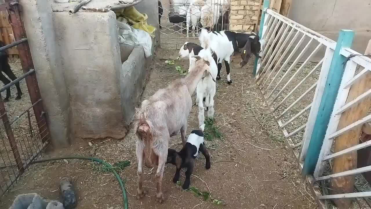 بزآلپن و پاکستانی اصل باکره ماده درشت|حیوانات مزرعه|یزد, |دیوار