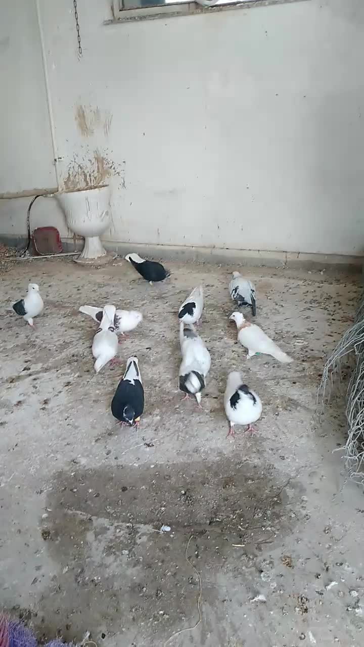 کبوتر رنگی|پرنده|قزوین, |دیوار