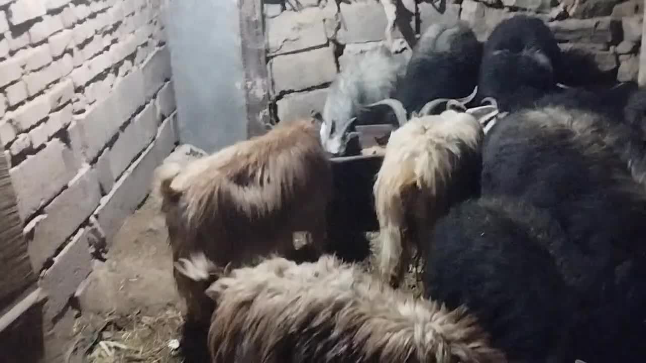 بز و میش|حیوانات مزرعه|سربیشه, |دیوار