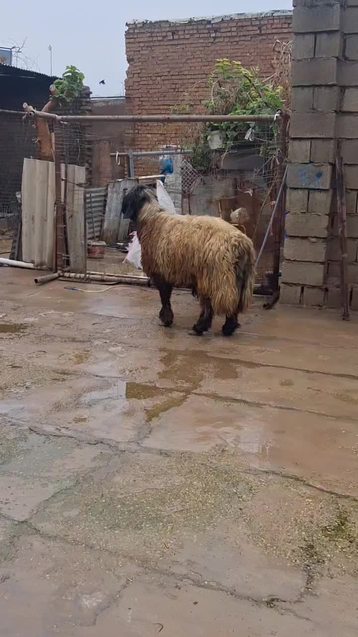 قورچ|حیوانات مزرعه|دزفول, |دیوار