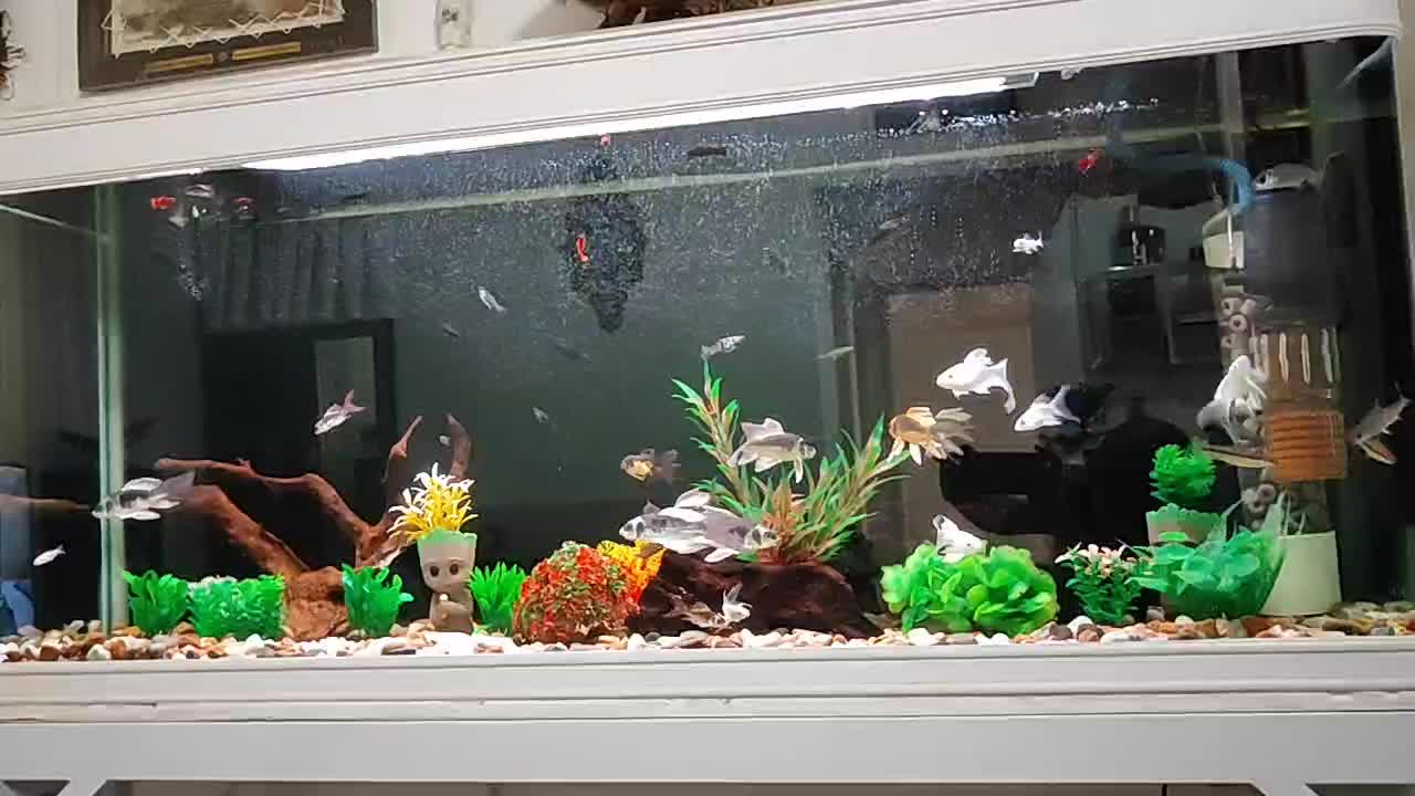 ماهی کوی مایان (کابوتا)|ماهی|اسلامشهر, شهرک قائمیه|دیوار