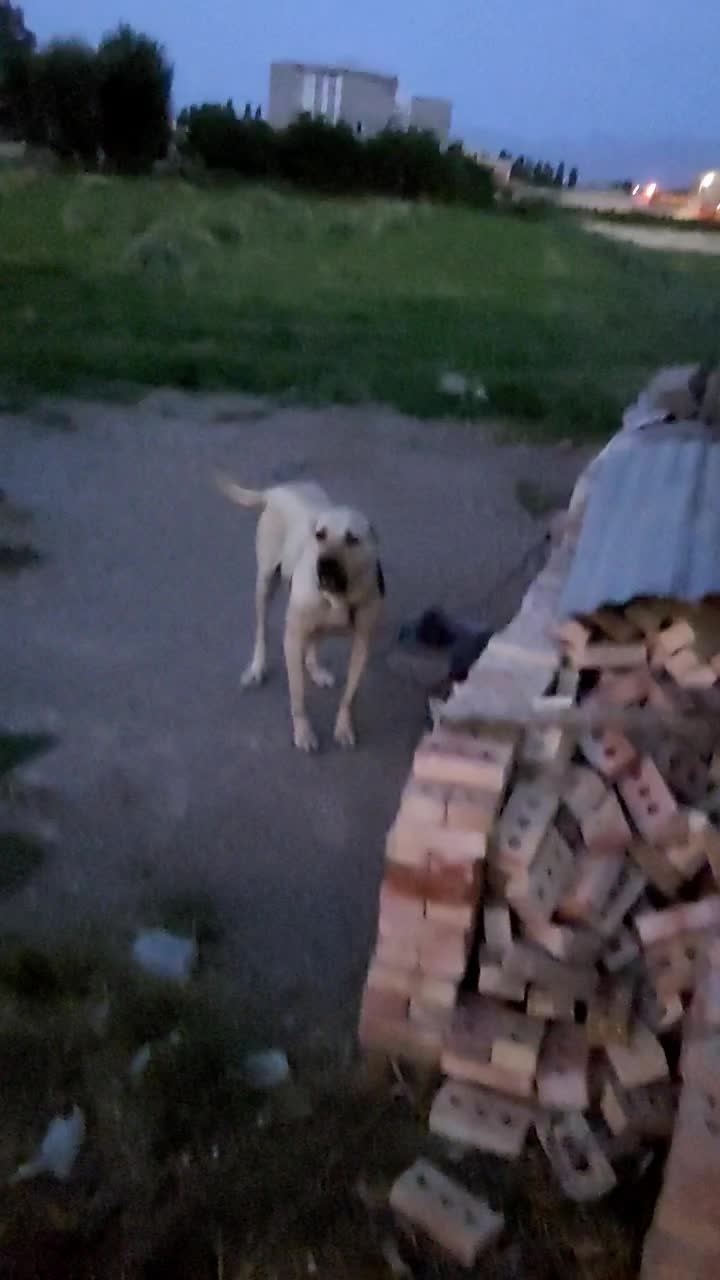 گمشده|حیوانات|سراب, |دیوار