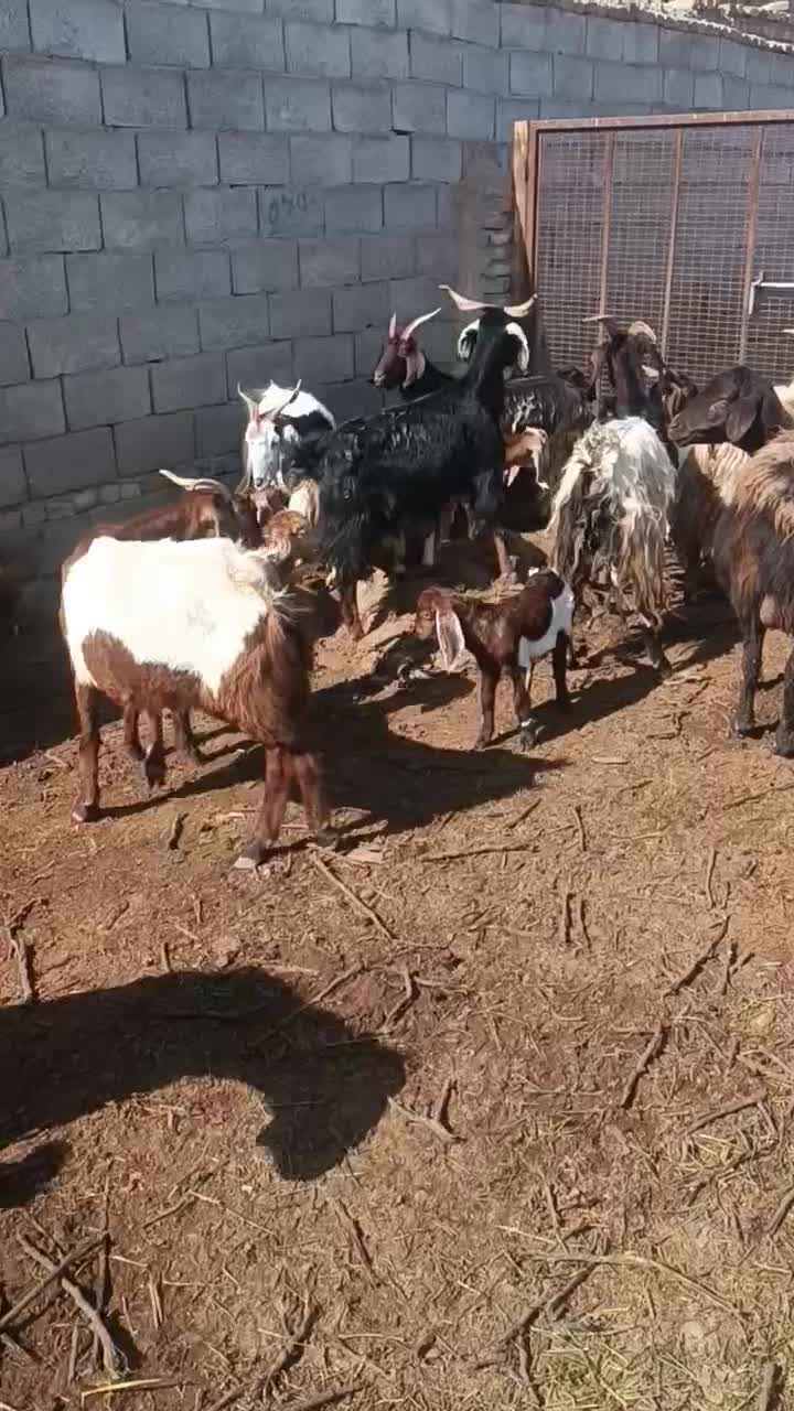 بز زاییده|حیوانات مزرعه|سبزوار, قصبه غربی|دیوار