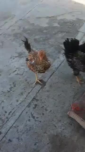 ۲عددمرغ ۳عددخروس محلی|حیوانات مزرعه|سبزوار, طبرسی (جعفرآباد)|دیوار