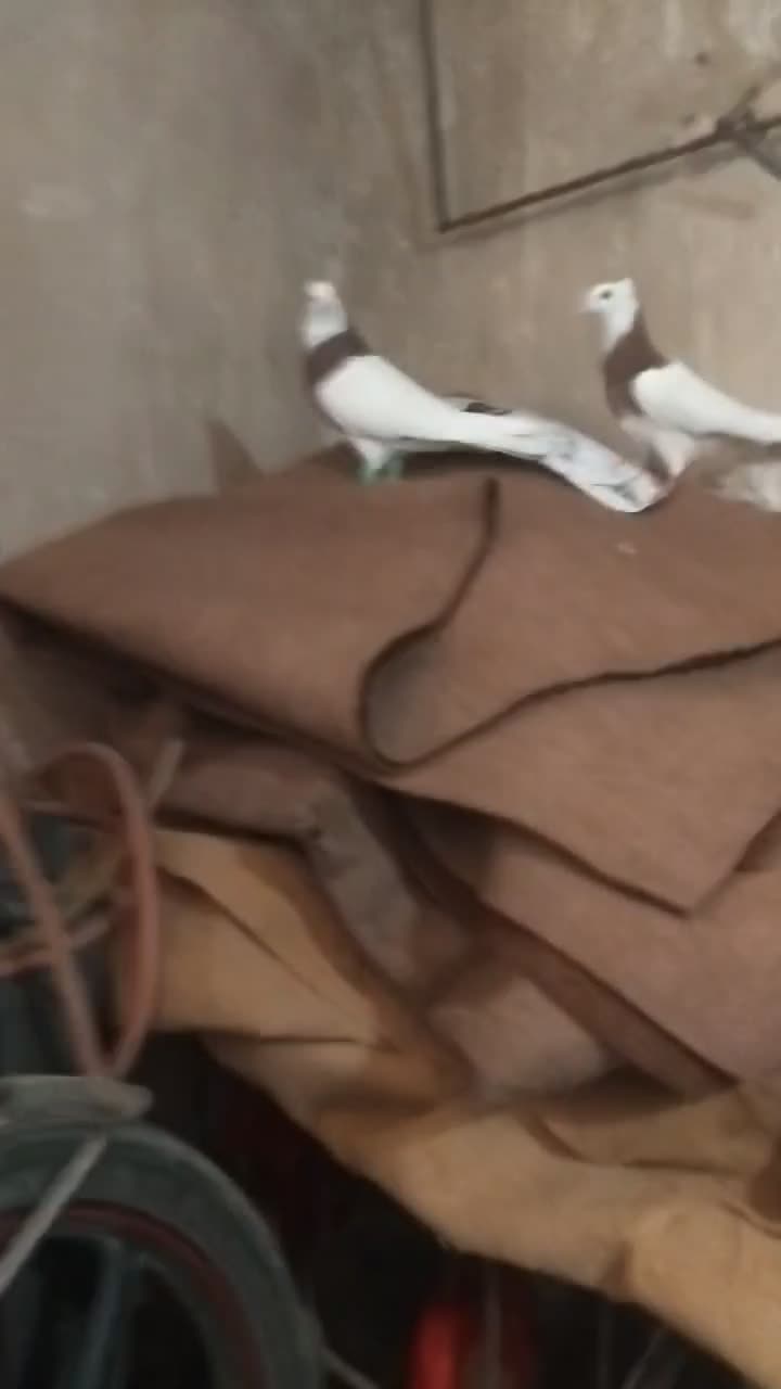 کبوتر|پرنده|پائین جام, |دیوار