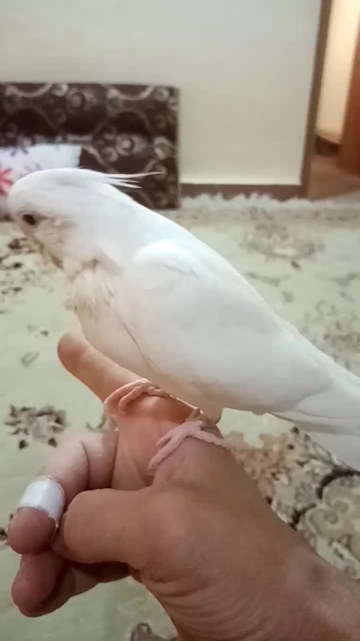 عروس هلندی البینو و لوتینو دونخور|پرنده|مسجد سلیمان, |دیوار