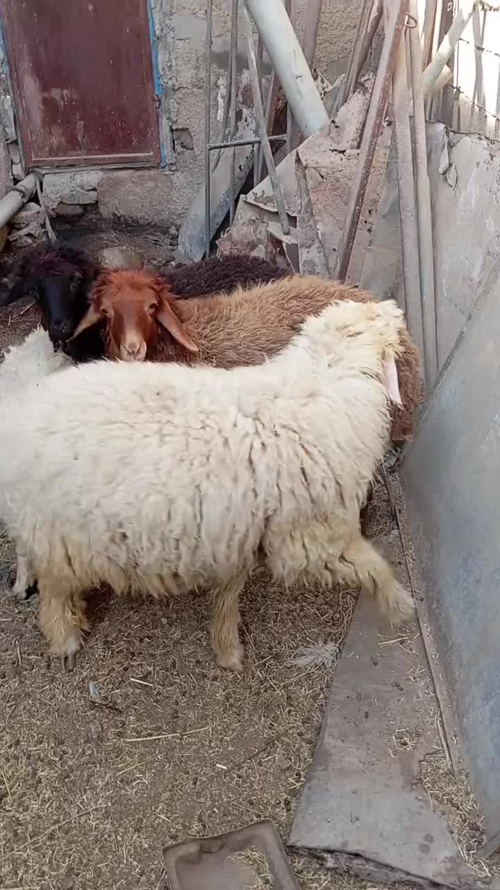 بره نر ماده|حیوانات مزرعه|چمران, |دیوار