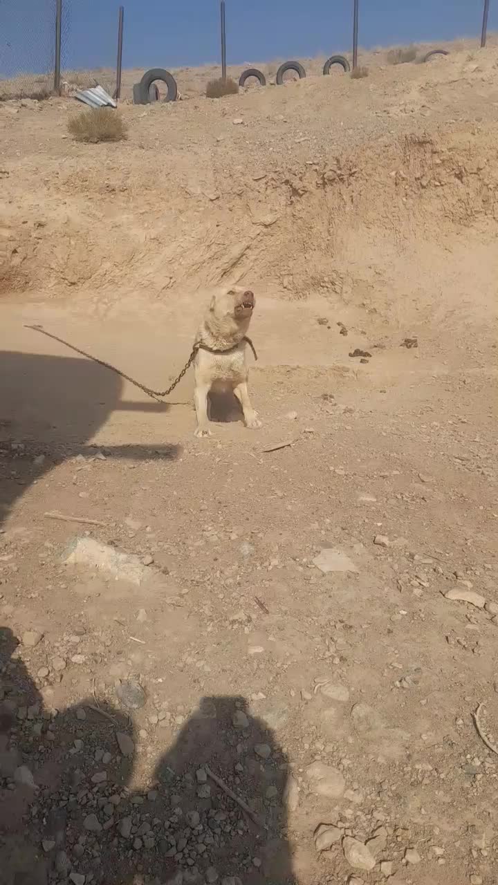 ..‌.سگ نگهبان|سگ|صوفیان, |دیوار