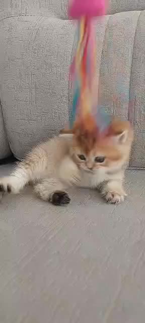 کوچولوهای شیراز کت|گربه|عسلویه, |دیوار