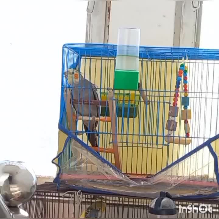 عروس هلندی سخنگو دستی بازیگوش|پرنده|الیگودرز, |دیوار