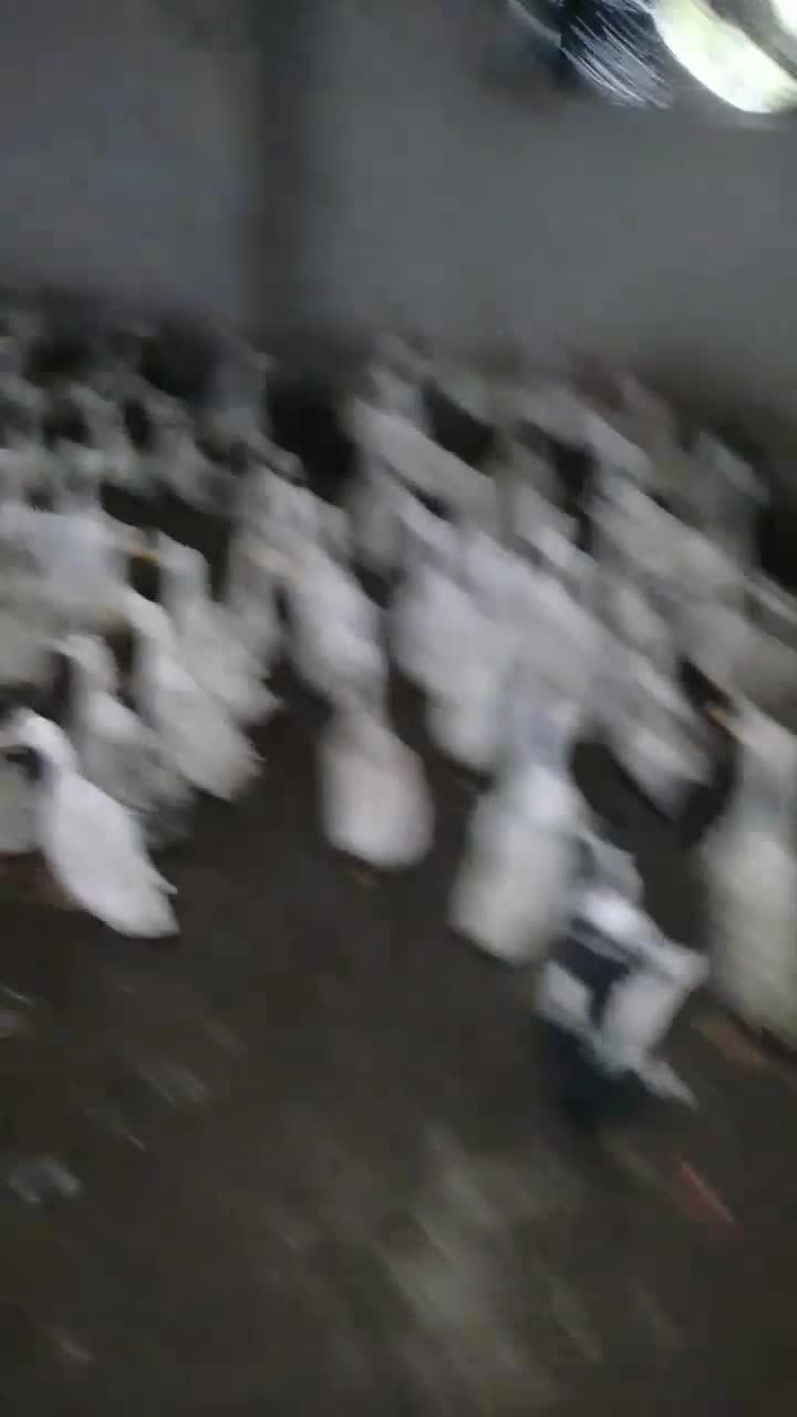 فروش اردک|حیوانات مزرعه|طاهرگوراب, |دیوار