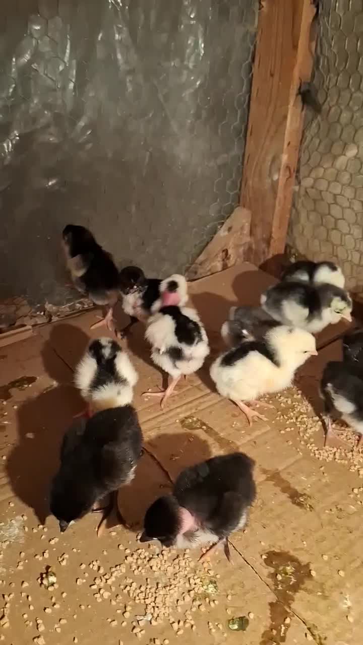 جوجه گلین لری پنگوئنی|حیوانات مزرعه|ساری, |دیوار