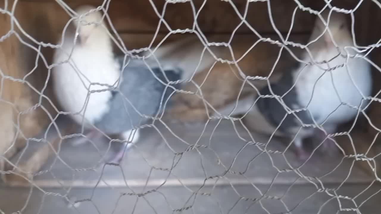 نر وماده پشت سبز خال قدیمی|پرنده|تهران, کوی بیمه|دیوار