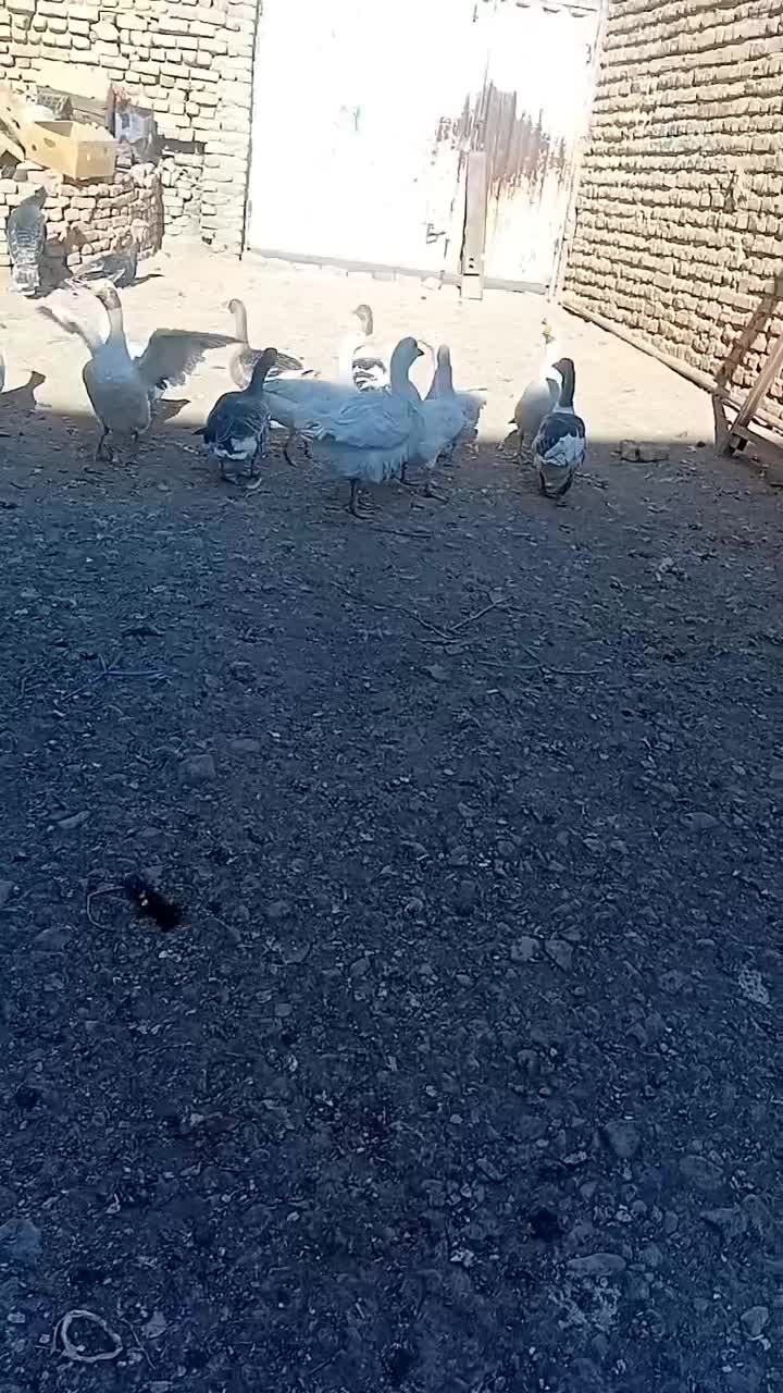 ۱۹ عددغاز جوان به شرط|حیوانات مزرعه|قزوین, |دیوار