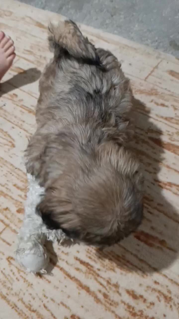 سگ خانگی خارجی|سگ|نالوس, |دیوار