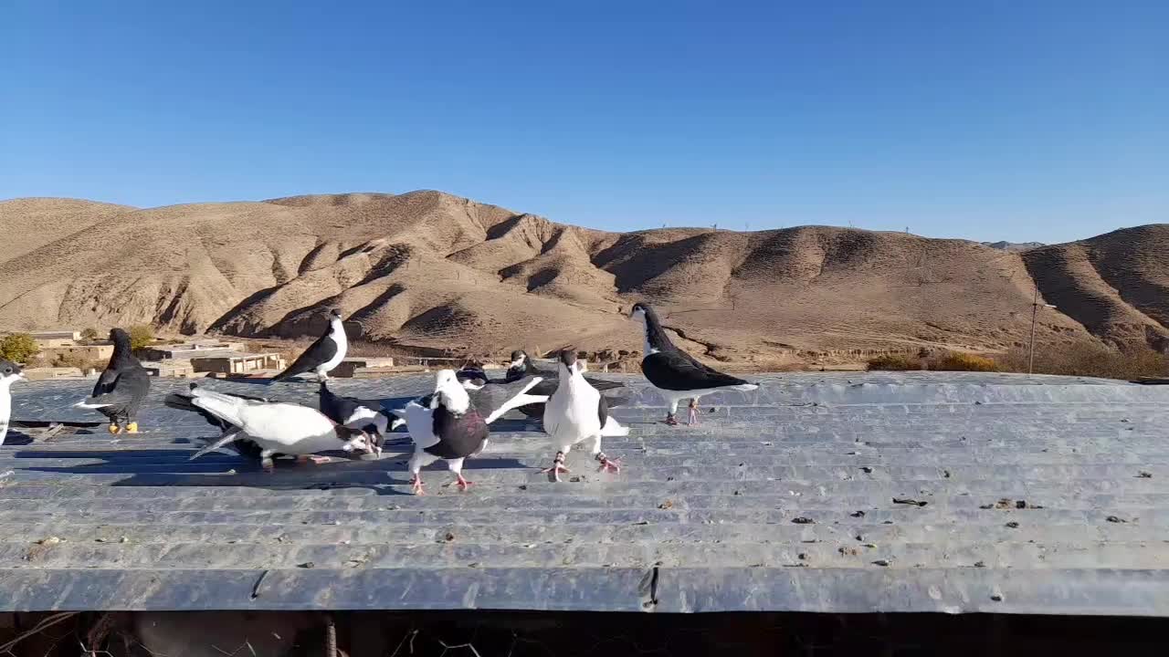 کبوتر پرشی ماده|پرنده|اسفراین, |دیوار