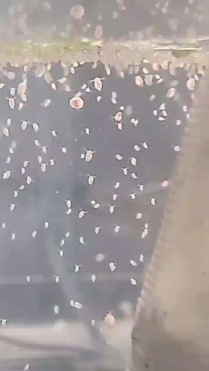 دافنی ماگنا زنده|ماهی|مشهد, شهرک رازی (شهرک غرب)|دیوار