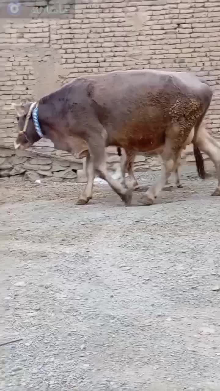 گاو گوساله جرسی درجه یک|حیوانات مزرعه|ازنا, |دیوار