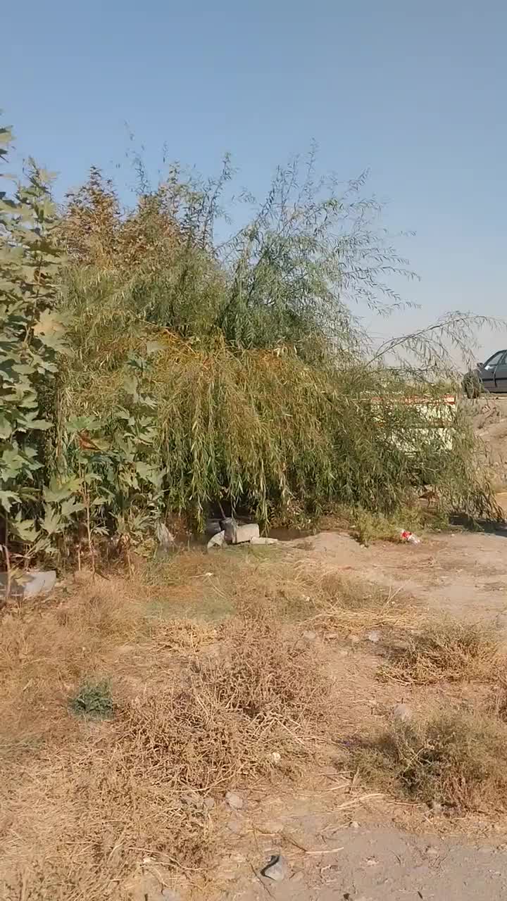 نهال چنار مشهد (.مقاوم ترین چنار .)|خدمات باغبانی و درختکاری|مشهد, نوید|دیوار