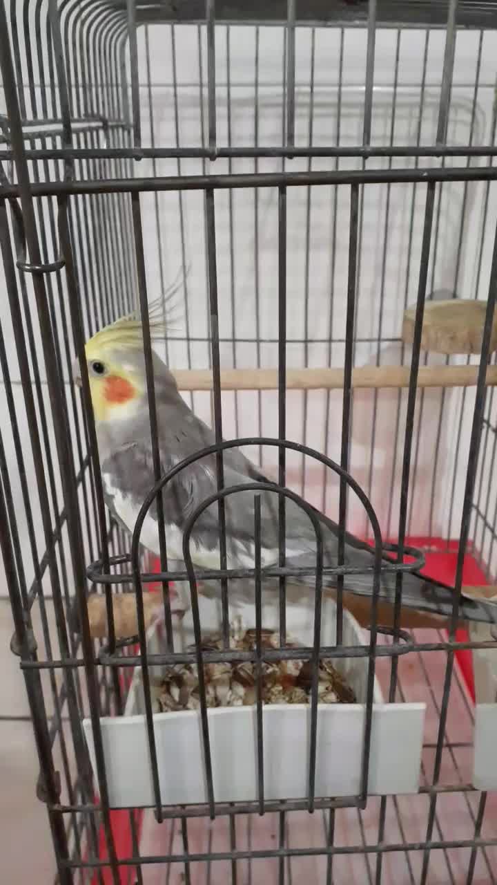 عروس هلندی نر سخنگو|پرنده|تهران, منیریه|دیوار