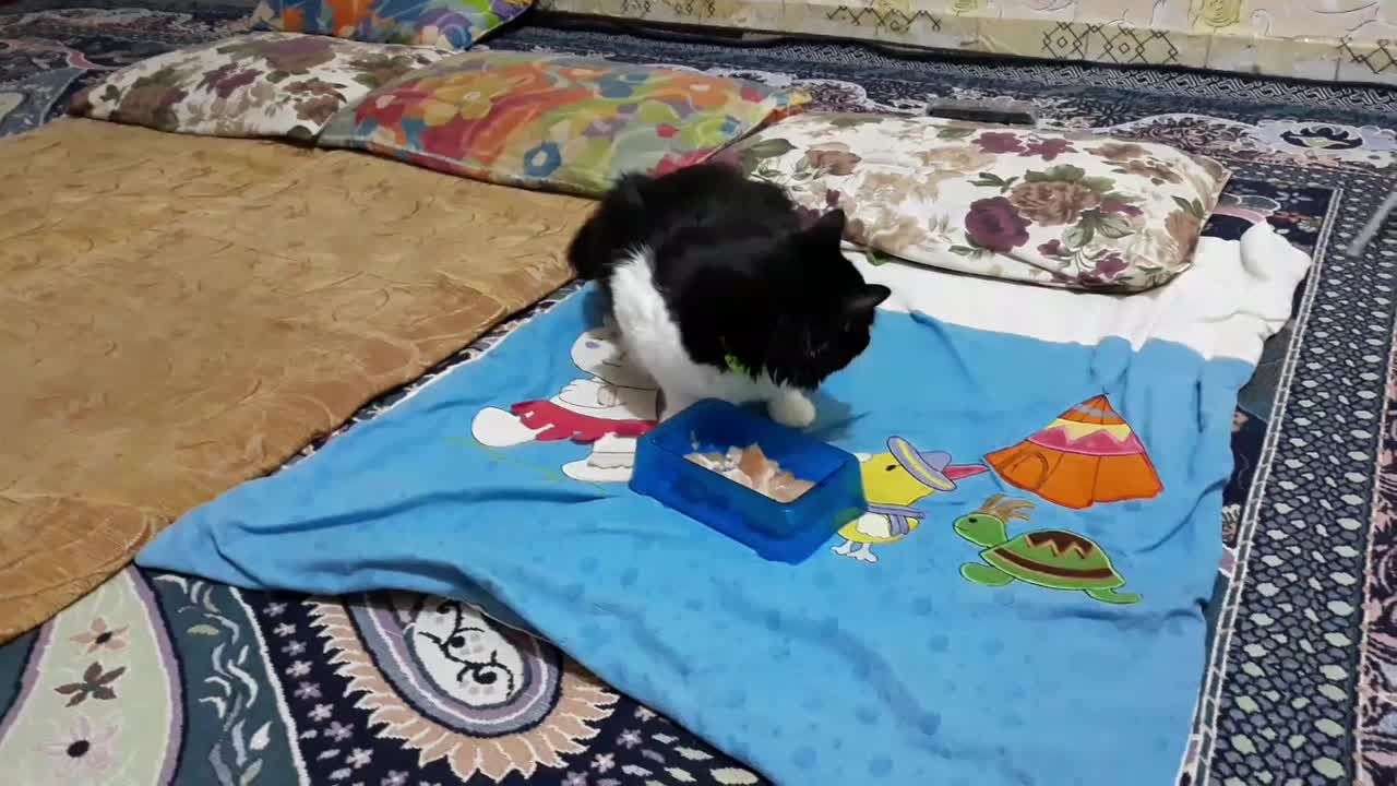 گربه تاکسیدو|حیوانات|خرمشهر, |دیوار