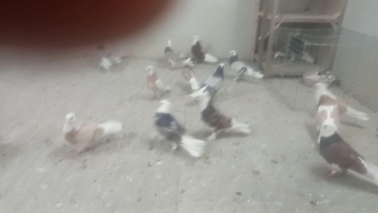 کبوتر پرشی|پرنده|قم, زاد|دیوار