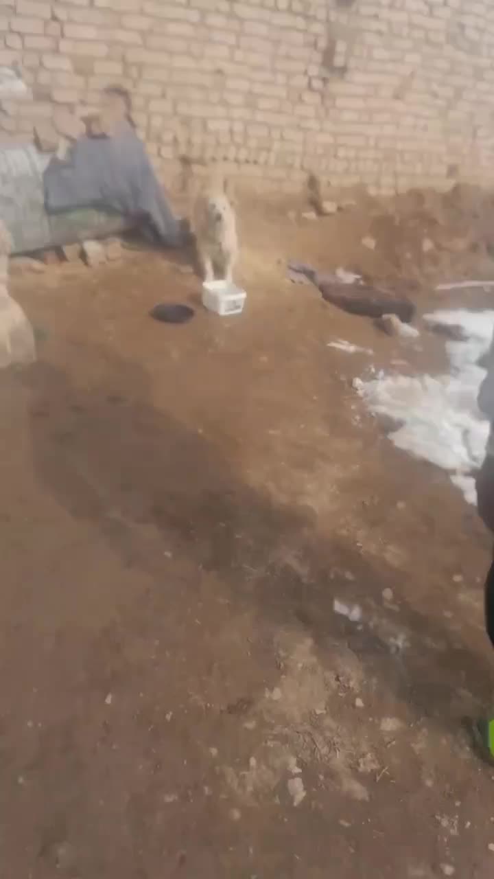 سگ شیتزو نگهبان|سگ|قیدار, |دیوار