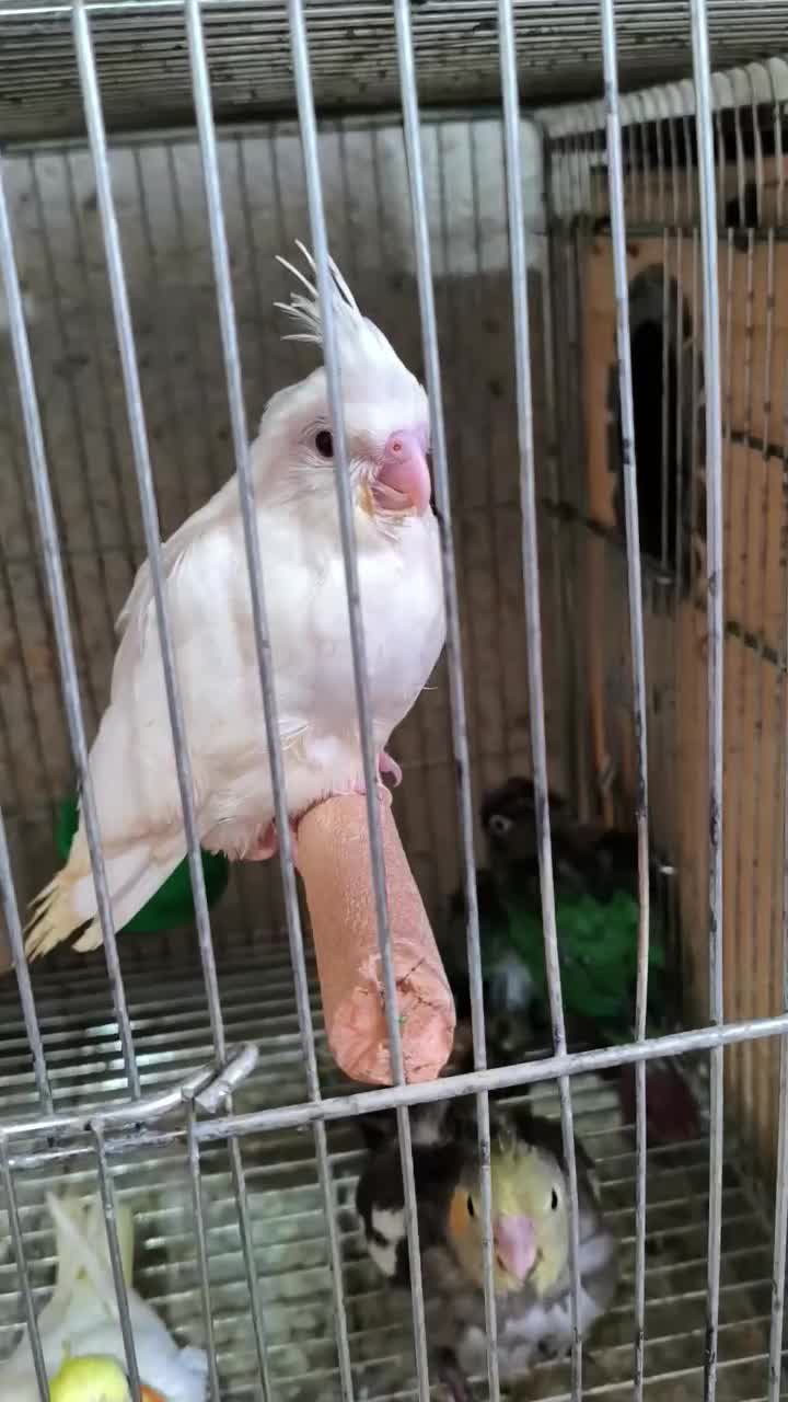 جوجه گرینچیک و عروس هلندی|پرنده|شاهین‌شهر, نظامی|دیوار