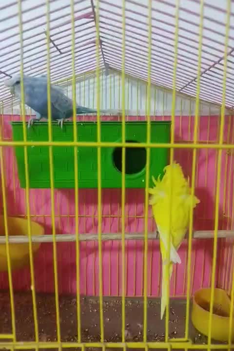 فروش جفت مرغ عشق پروانه‌ای|پرنده|نرماشیر, |دیوار