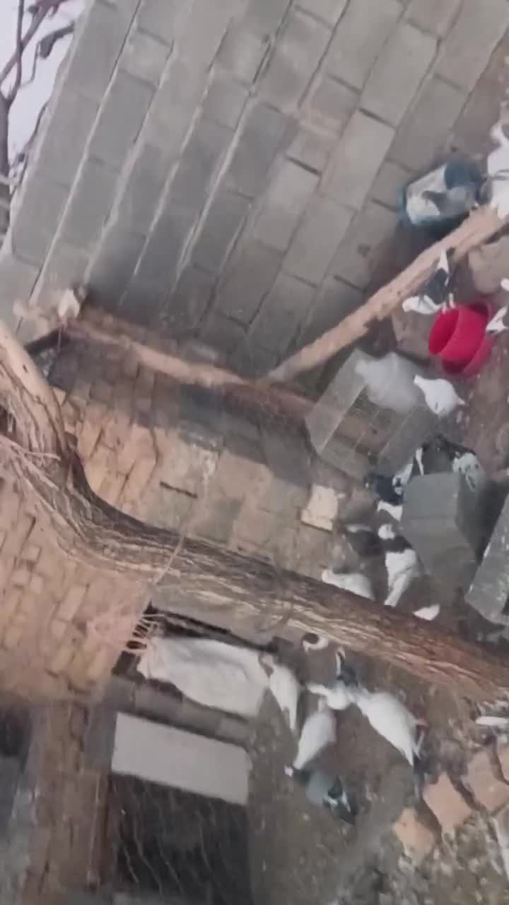 ۱۷تاکبوتر پرشی زدوخوردی|پرنده|تربت جام, میان جام|دیوار