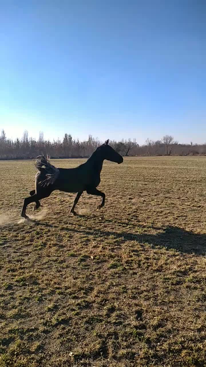 اسب|اسب و تجهیزات اسب‌سواری|همدان, |دیوار