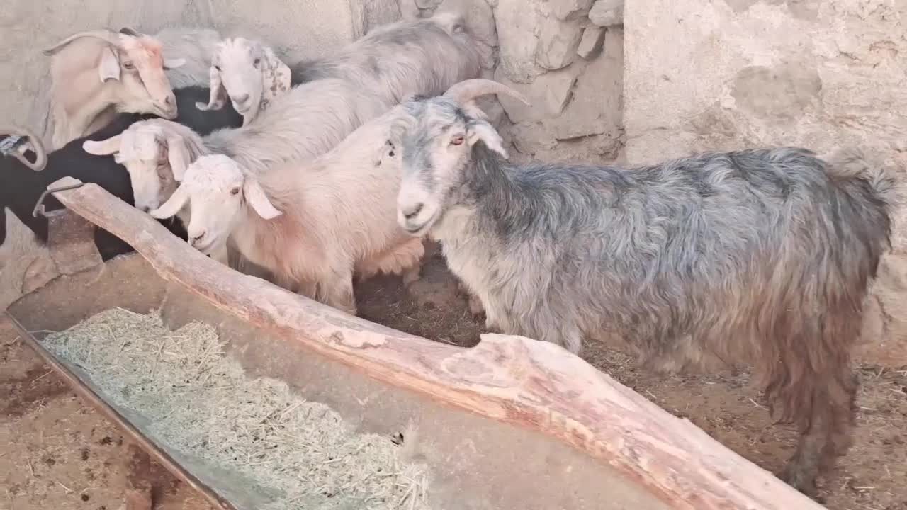 فروش بز|حیوانات مزرعه|دیشموک, |دیوار