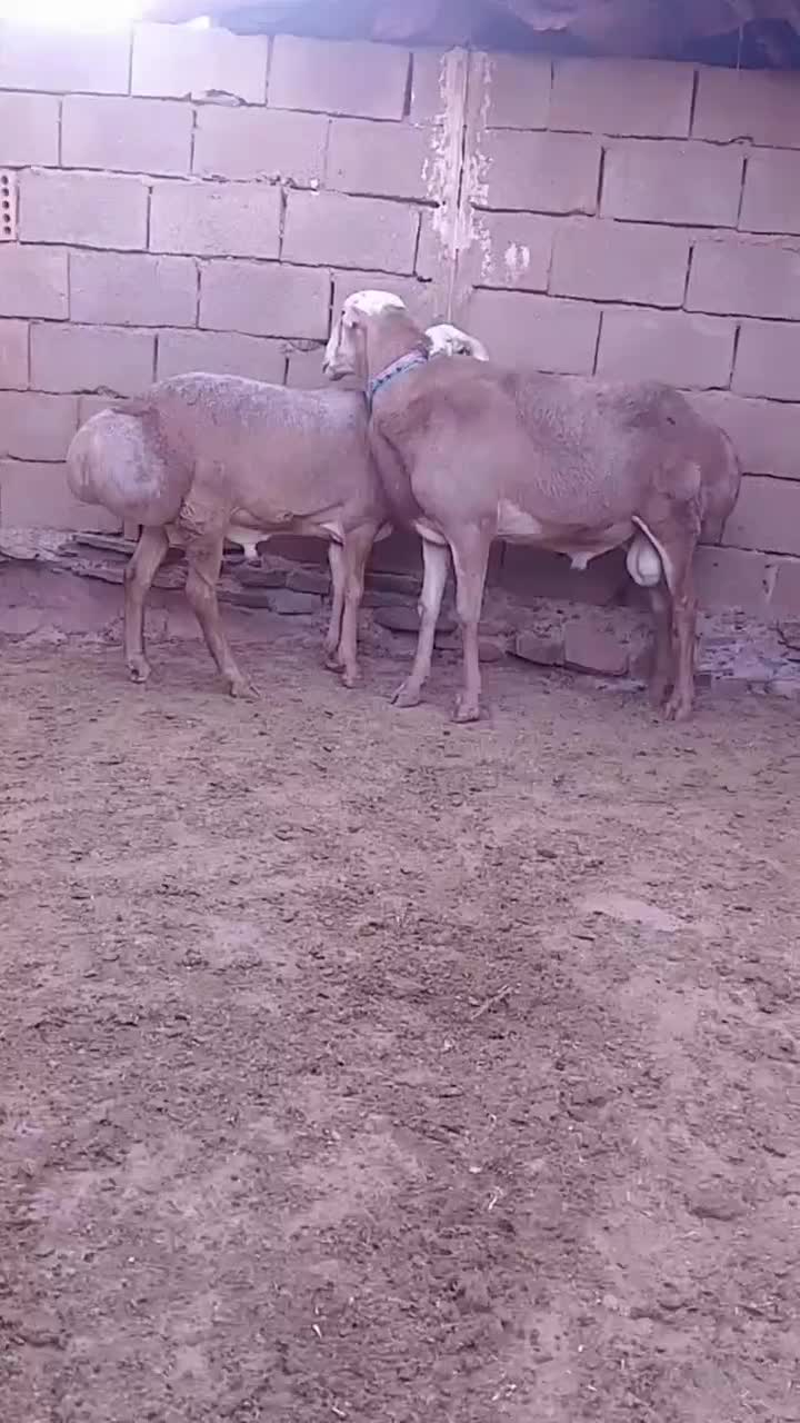 بره قوچ چینی|حیوانات مزرعه|شهرآباد, |دیوار