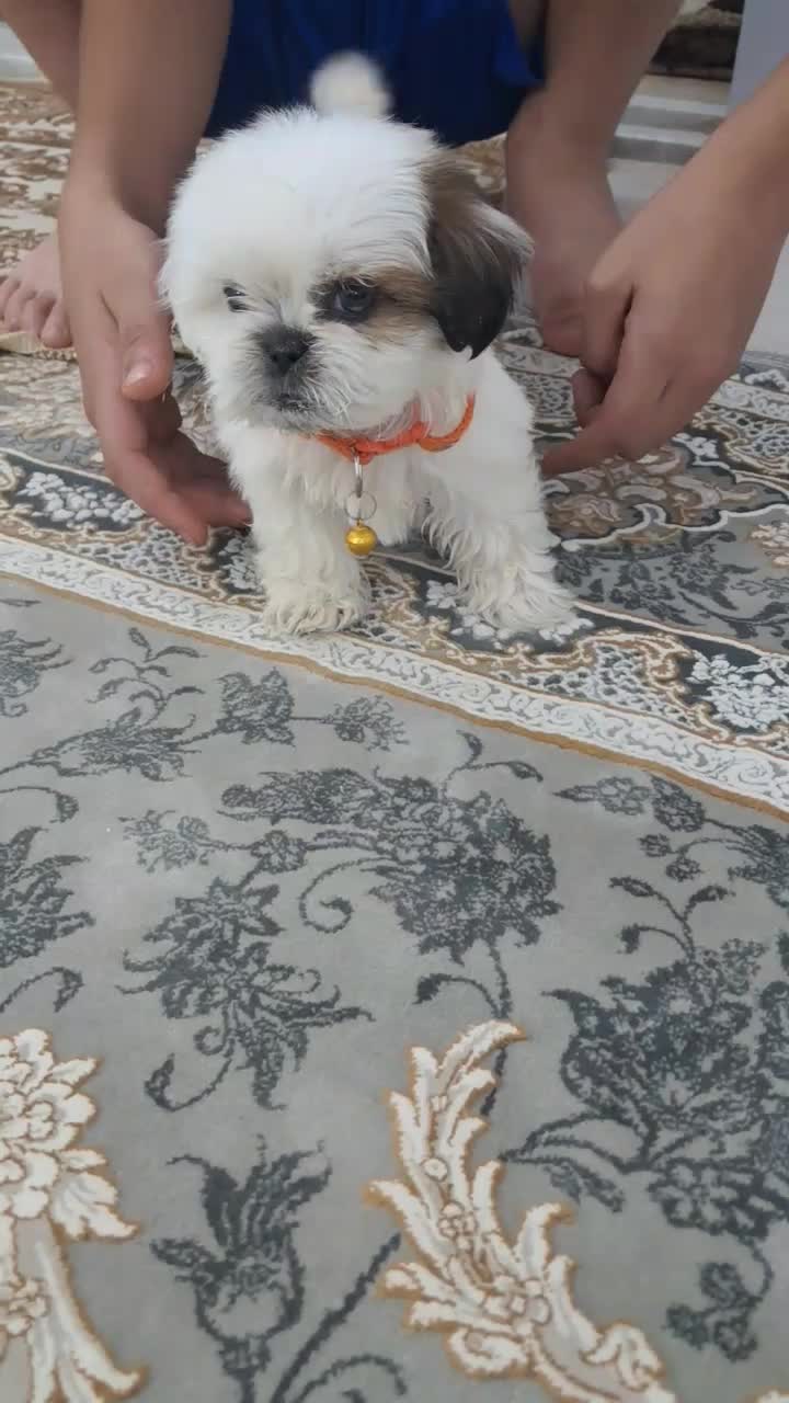 سگ از نژاد شیدزو و پامرین|سگ|قم, شهر قائم|دیوار