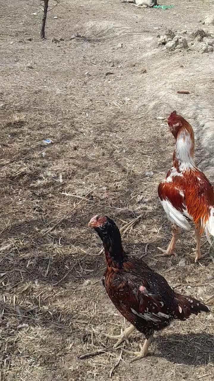 جوجه لاری ۵ماهه|حیوانات مزرعه|نوشین شهر, |دیوار