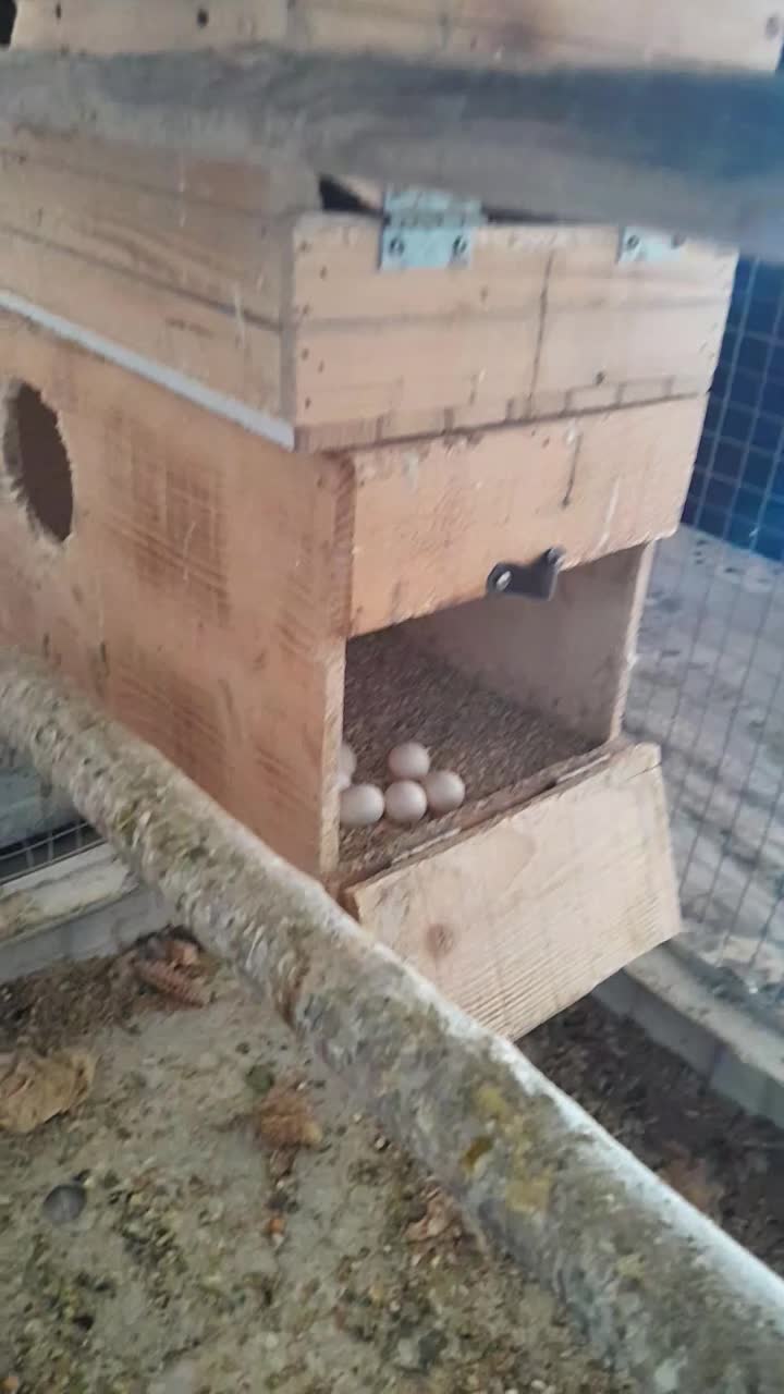 فروش 8 عدد عروس هلندی مولد و جوجه ها|پرنده|زرقان, |دیوار