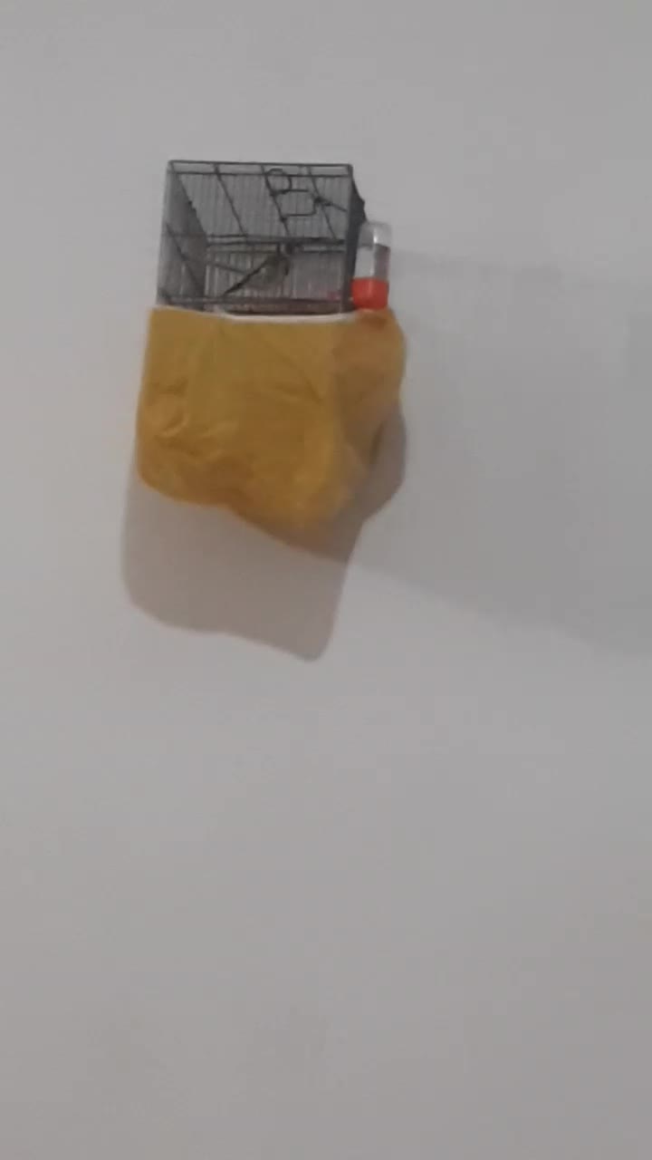 سیره|پرنده|خرم‌آباد, |دیوار