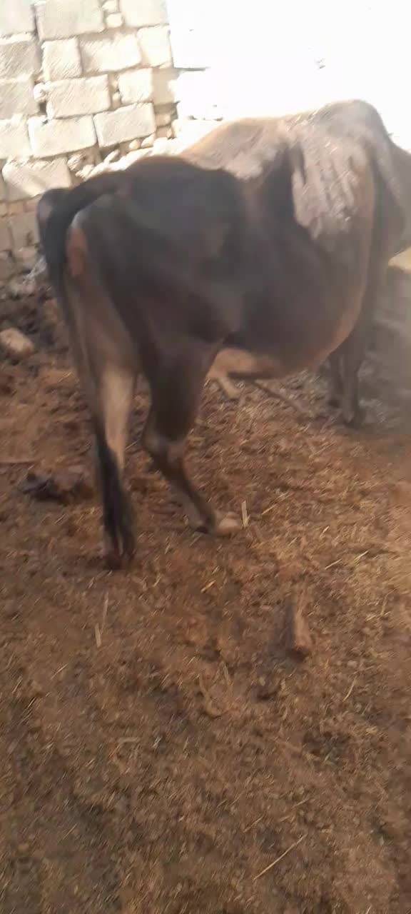 گاو وگستر ابستن|حیوانات مزرعه|سیب و سوران, |دیوار