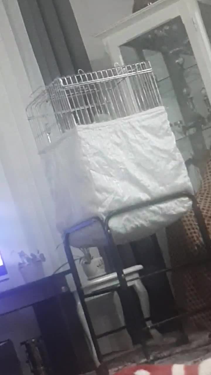 شاه طوطی فوق العاده سخنگو وباهوش ورام ودستی|پرنده|شهریار, شهرک وائین|دیوار