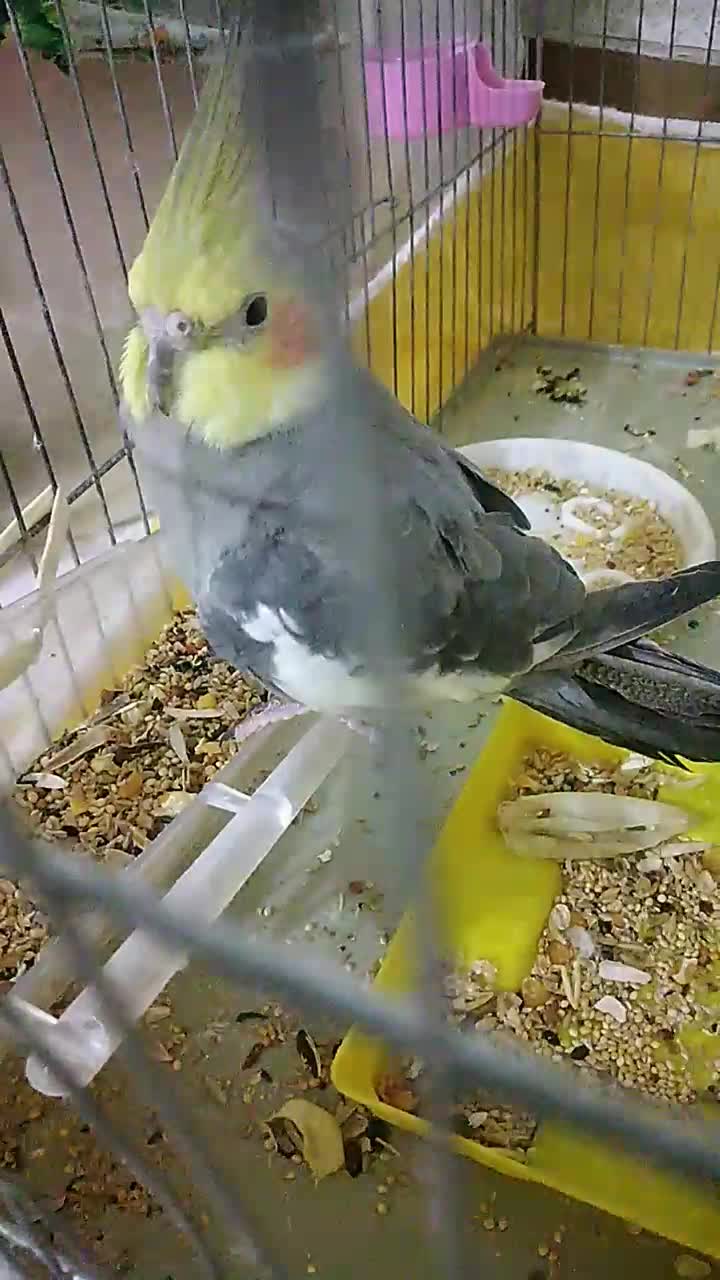 یک عروس هلندی سینا مون سخنگو|پرنده|خرم‌آباد, |دیوار