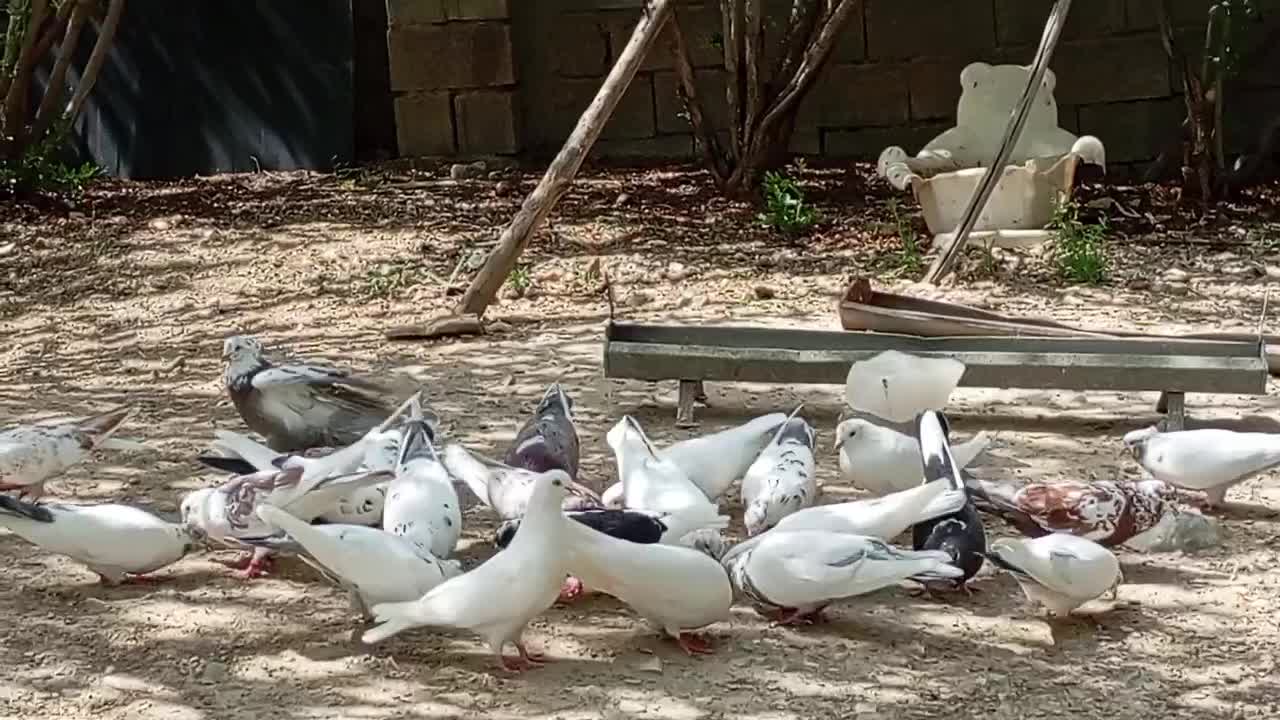 کبوتر گنجه بر|پرنده|کیلان, |دیوار