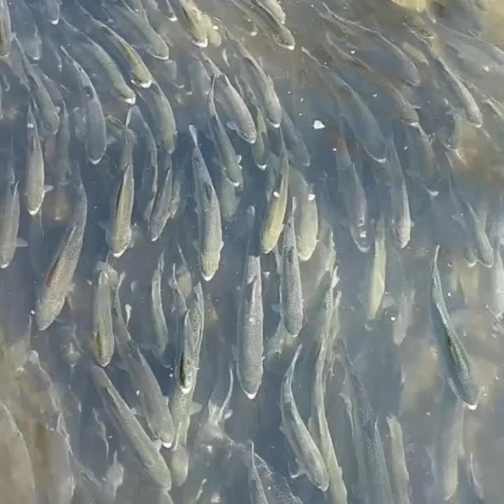 قزل آلای تازه و با کیفیت برای شما|خوردنی و آشامیدنی|رومشکان, |دیوار