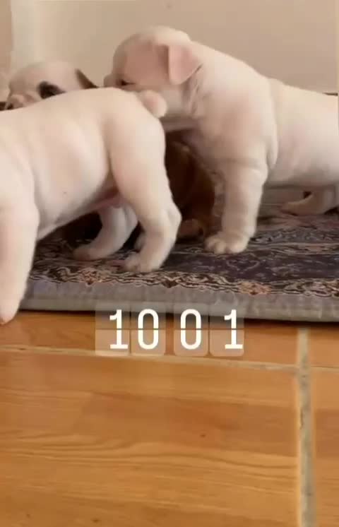 سگ انگلیش بولداگ اصیل|سگ|لواسان, |دیوار