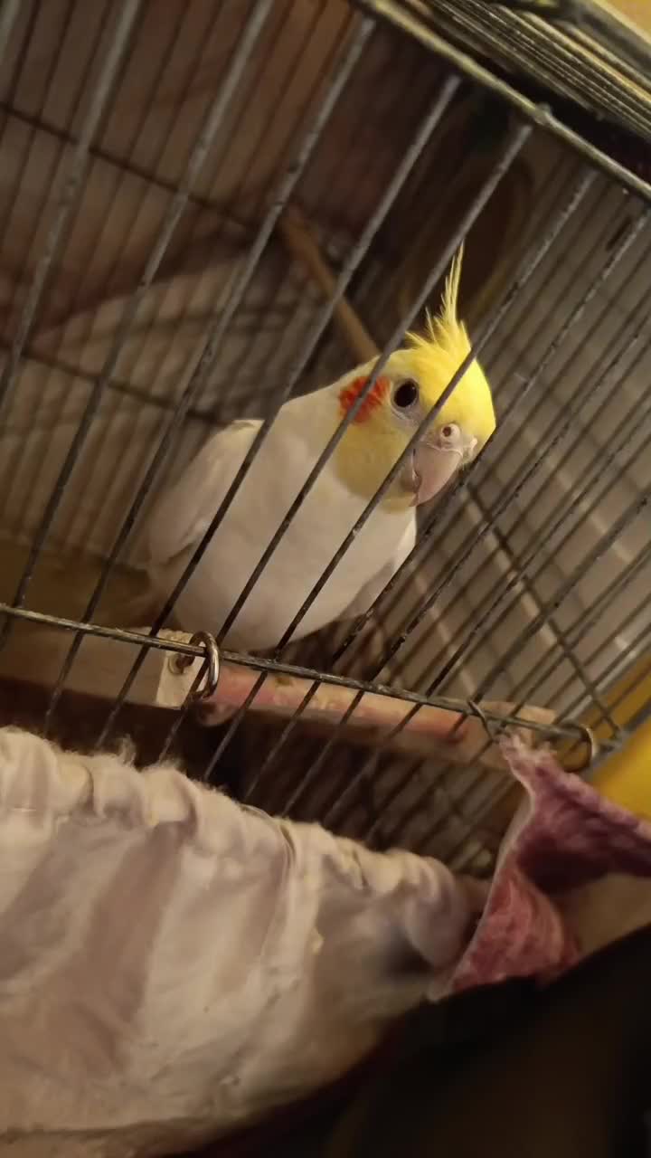 عروس هلندی لوتینو|پرنده|پاکدشت, شهرک امام رضا|دیوار