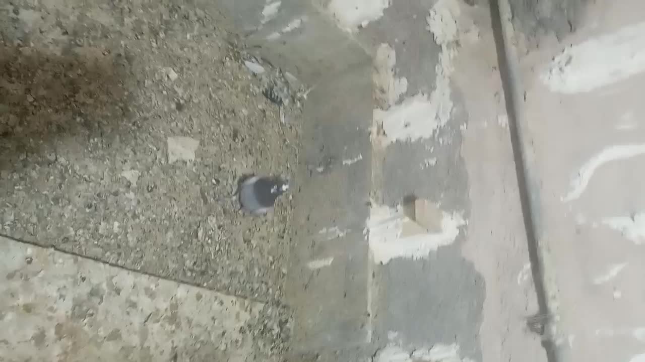 کفتر شب بازی|پرنده|فسا, |دیوار